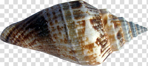 shells , brown snail transparent background PNG clipart