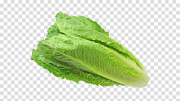 Flower, Romaine Lettuce, Centers For Disease Control And Prevention, CDC, Food, Outbreak, Food Poisoning, Health transparent background PNG clipart