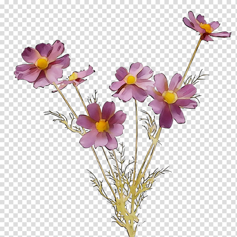 Gift, Garden Cosmos, Paper, Annual Plant, Scrapbooking, Cut Flowers, Gift Wrapping, Plants transparent background PNG clipart
