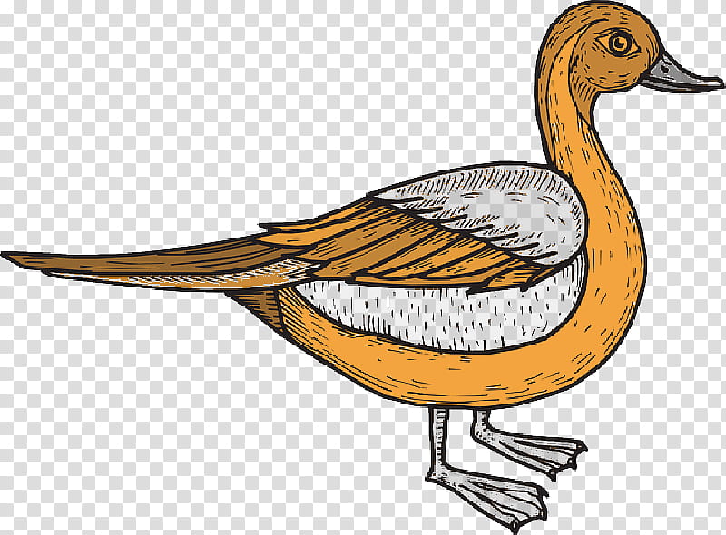 Duck, Bird, Cartoon, Drawing, Water Bird, Beak, Ducks Geese And Swans, Waterfowl transparent background PNG clipart