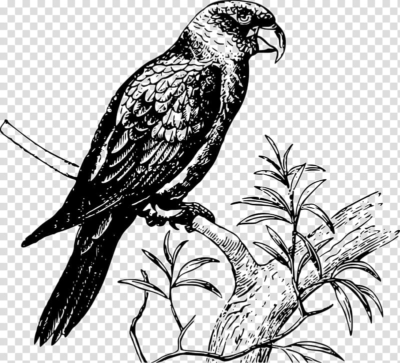Bird Parrot, Budgerigar, Macaw, Grey Parrot, Amazon Parrot, Carolina Parakeet, Loriini, Blueandyellow Macaw transparent background PNG clipart