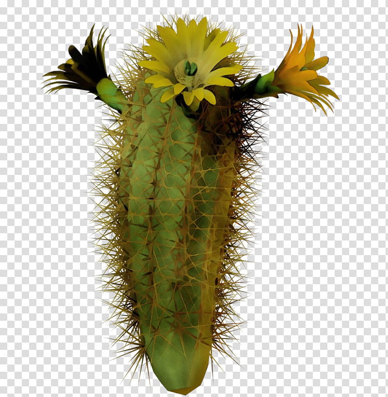 Cactus, Succulent Plant, Plants, Strawberry Hedgehog Cactus, Cactus Garden, Cactus, Echinocereus, Caryophyllales transparent background PNG clipart