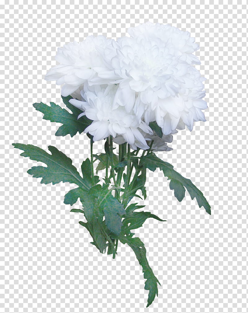 Flowers, Chrysanthemum, Cut Flowers, Plant Stem, Carnation, Plants, White, Hydrangea transparent background PNG clipart