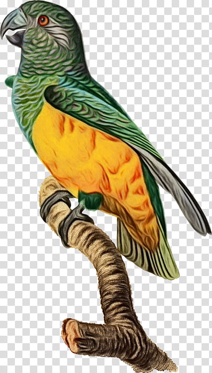 bird beak animal figure parrot figurine, Watercolor, Paint, Wet Ink, Parakeet, Wing, Cuculiformes, Tail transparent background PNG clipart