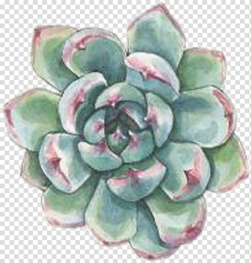 Rose Flower Drawing, Watercolor Painting, Succulent Plant, Cactus, Watercolor Painting Techniques, Plants, Tote Bag, Cushion transparent background PNG clipart