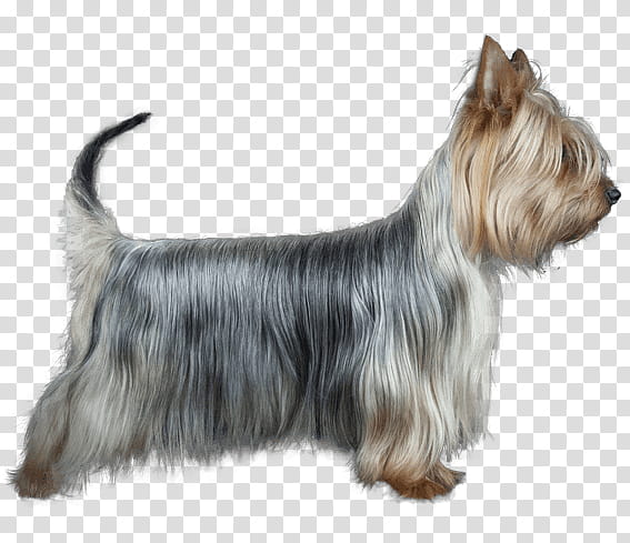 Dog, Australian Silky Terrier, Yorkshire Terrier, Australian Terrier, Skye Terrier, Cairn Terrier, Glen, Norwich Terrier transparent background PNG clipart