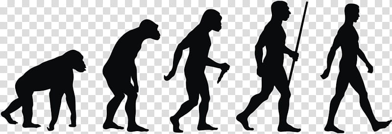 Modern, Modern Humans, Human Evolution, Introduction To Evolution, Ape, Neanderthal, Biology, Evolutionary Biology transparent background PNG clipart