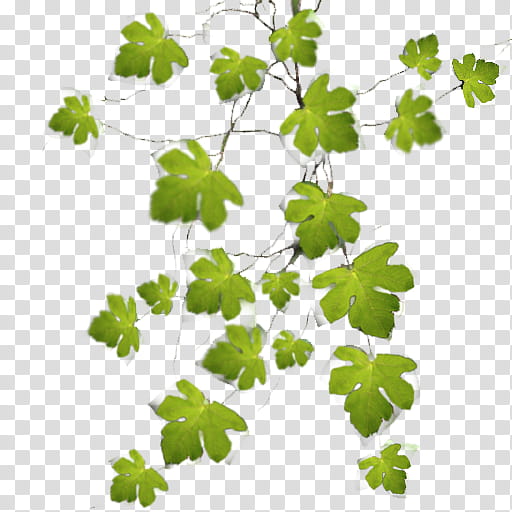 Leaves, M 0d, Leaf, Plant Stem, Plants, Annual Plant, Herb, Branching transparent background PNG clipart