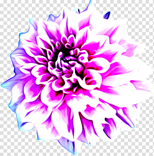 Floral design, Dahlia, Flower, Chrysanthemum, Cut Flowers, Petal, Purple, Pink transparent background PNG clipart