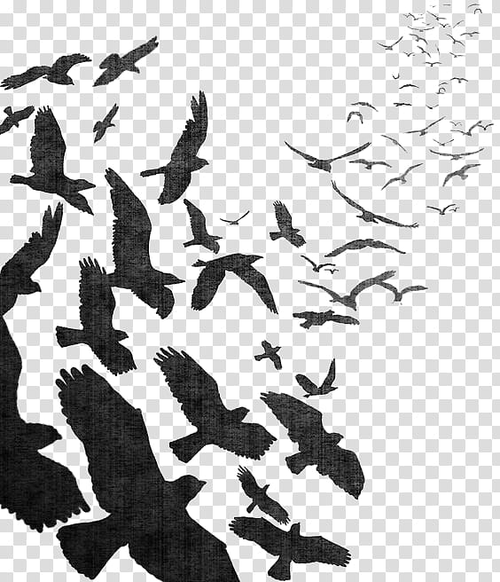 Drawing Of Family, Bird, Swallow, Pigeons And Doves, Flock, Common Raven, Goose, Bird Flight transparent background PNG clipart