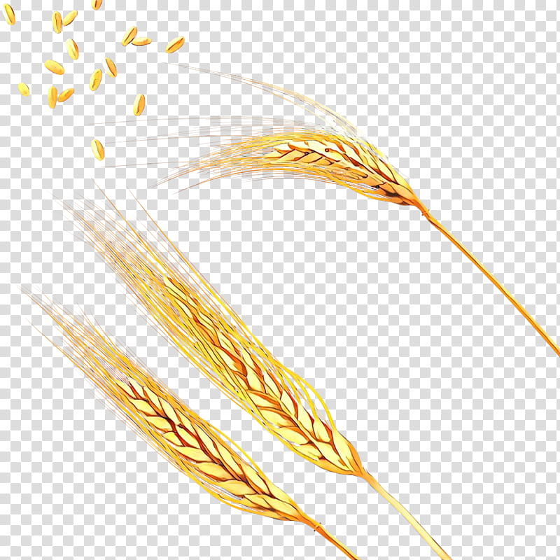 Wheat, Ear, Spikelet, Grain, Emmer, Grasses, Cereal, Einkorn Wheat transparent background PNG clipart