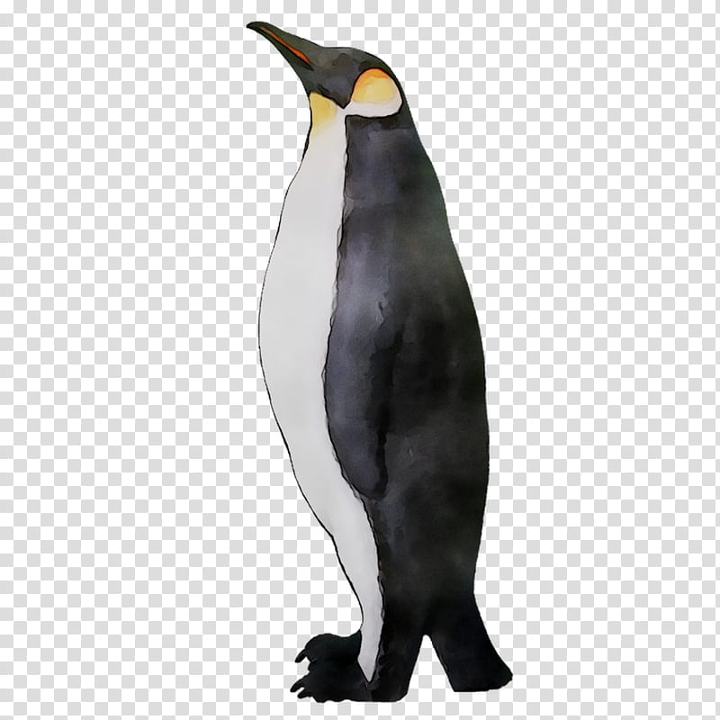 Bird, King Penguin, Beak, Flightless Bird, Emperor Penguin, Gentoo Penguin transparent background PNG clipart