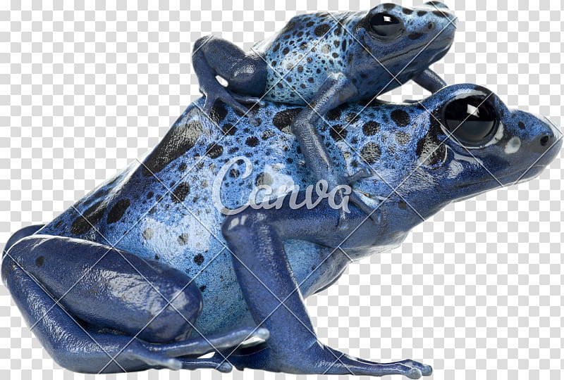 Tattoo uploaded by Yazmynn Johnstone • My first tattoo, Dendrobates  tinctorius azureus (blue poison dart frog) 💜 #amphibian #frogtattoo  #firsttattoo • Tattoodo