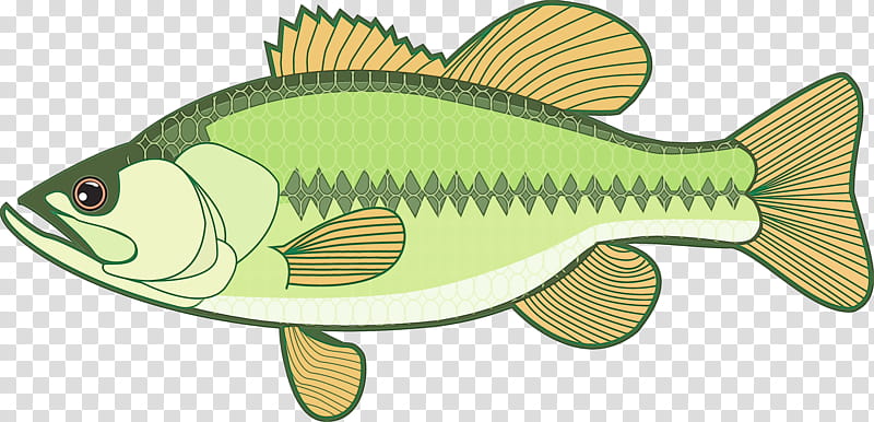 Fishing, Largemouth Bass, BASS Fishing, Smallmouth Bass, Black Sea Bass, Guadalupe Bass, Japanese Sea Bass, White Bass transparent background PNG clipart