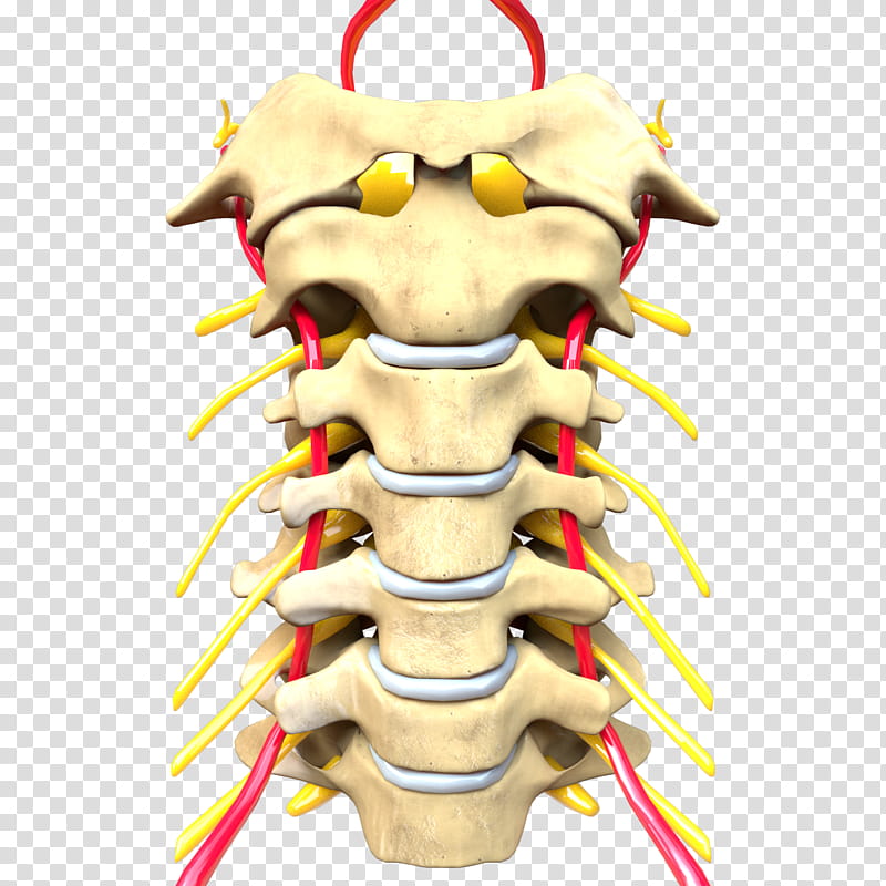 Skull Anatomy, Vertebral Column, Cervical Vertebrae, Central Nervous System, Vertebra Prominens, Bone, Lumbar Vertebrae, Spinal Cord transparent background PNG clipart