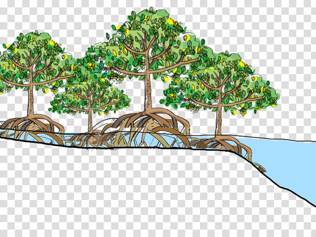 Arbor Day, Florida Mangroves, Forest, Wetland, Mangrove Swamp, Black Mangrove, Red Mangrove, Ecosystem transparent background PNG clipart