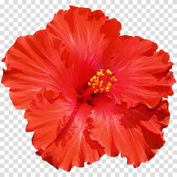 flower power s, red Hibiscus rosa-sinensis flower art transparent background PNG clipart