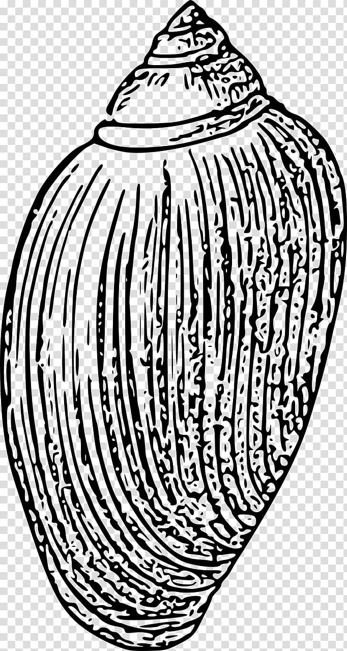 Book Drawing, Seashell, Line Art, Mollusc Shell, Vase, Artifact, Blackandwhite, Coloring Book transparent background PNG clipart