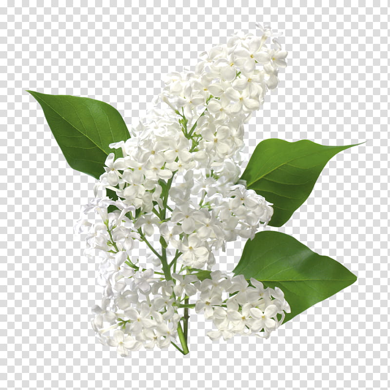Flowers, Common Lilac, Garden, Violet, Flower Garden, Black, Purple, Plant transparent background PNG clipart