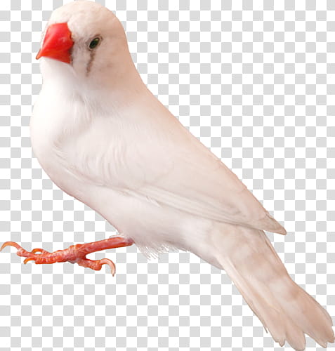 white bird in close-up transparent background PNG clipart