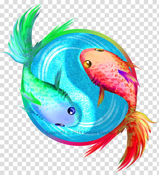 Yin Yang, Bony Fishes, Artist, Yin And Yang, Biology, Parrotfish, Seafood transparent background PNG clipart