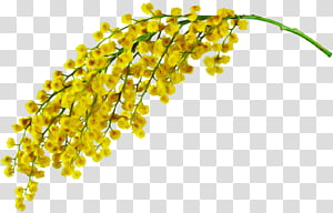 yellow plant flower transparent background PNG clipart thumbnail