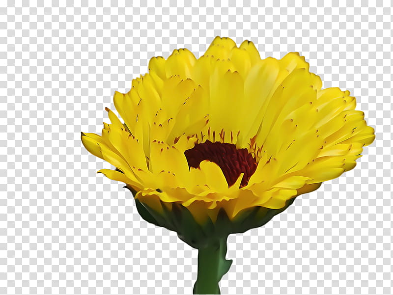 Blossom, Marigold, Bloom, Flower, Flora, Common Sunflower, Transvaal Daisy, Chrysanthemum transparent background PNG clipart