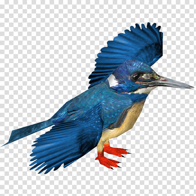 80 Kingfisher ideas  kingfisher beautiful birds pet birds