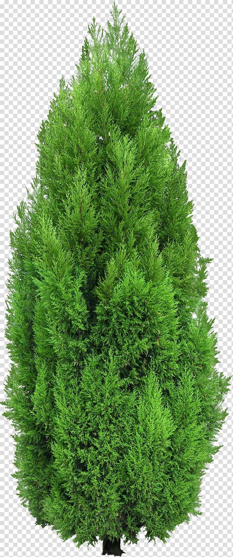 Family Tree, Mediterranean Cypress, Spruce, Bald Cypress, Evergreen, Pine, Landscape Architecture, Hedge transparent background PNG clipart