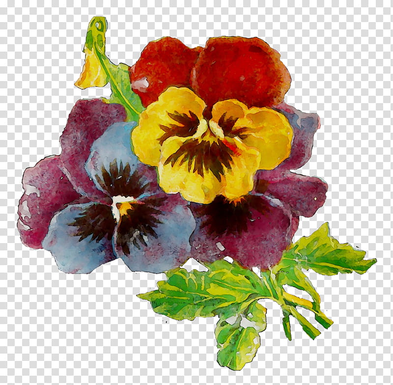 Watercolor Flower, Pansy, Annual Plant, Primrose, Plants, Wild Pansy, Petal, Watercolor Paint transparent background PNG clipart