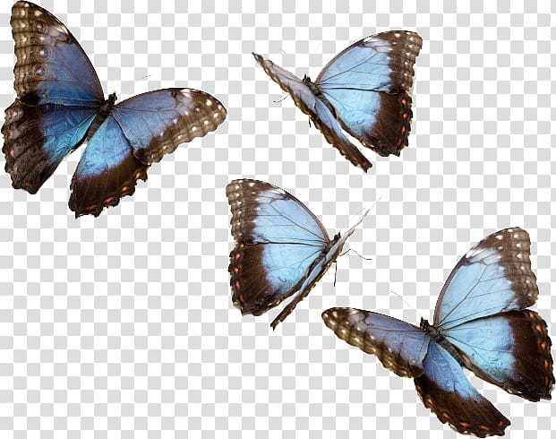 , blue-and-black butterflies transparent background PNG clipart