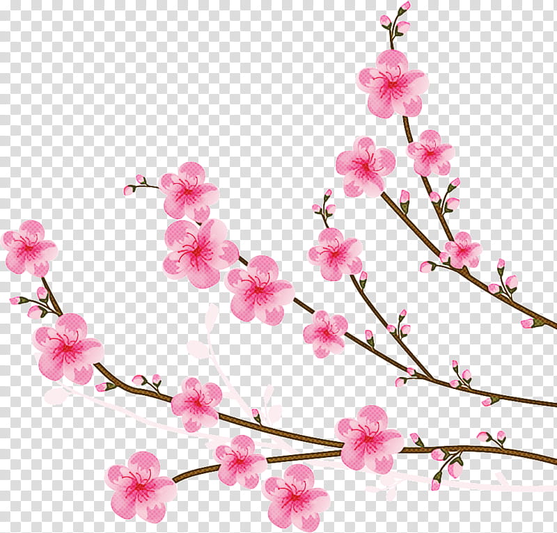 Cherry Blossom Tree, Pink, Cherries, Poster, Flower, Branch, Plant, Spring transparent background PNG clipart