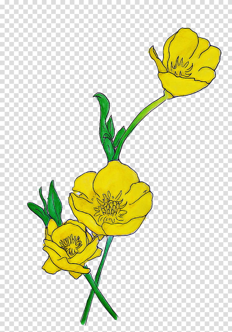 Drawing Of Family, Persian Buttercup, Flower, Plants, Petal, Floral Design, Yellow, Pedicel transparent background PNG clipart