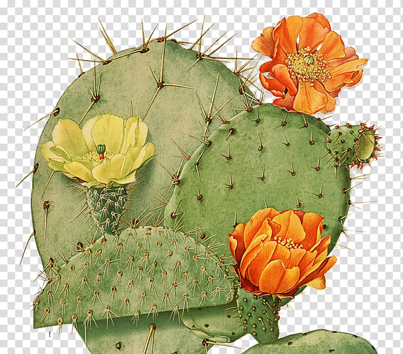 , cactus with yellow and orange flowers transparent background PNG clipart