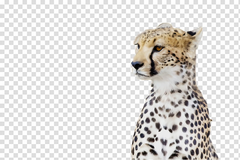 cheetah terrestrial animal wildlife animal figure small to medium-sized cats, Watercolor, Paint, Wet Ink, Small To Mediumsized Cats, Snout transparent background PNG clipart