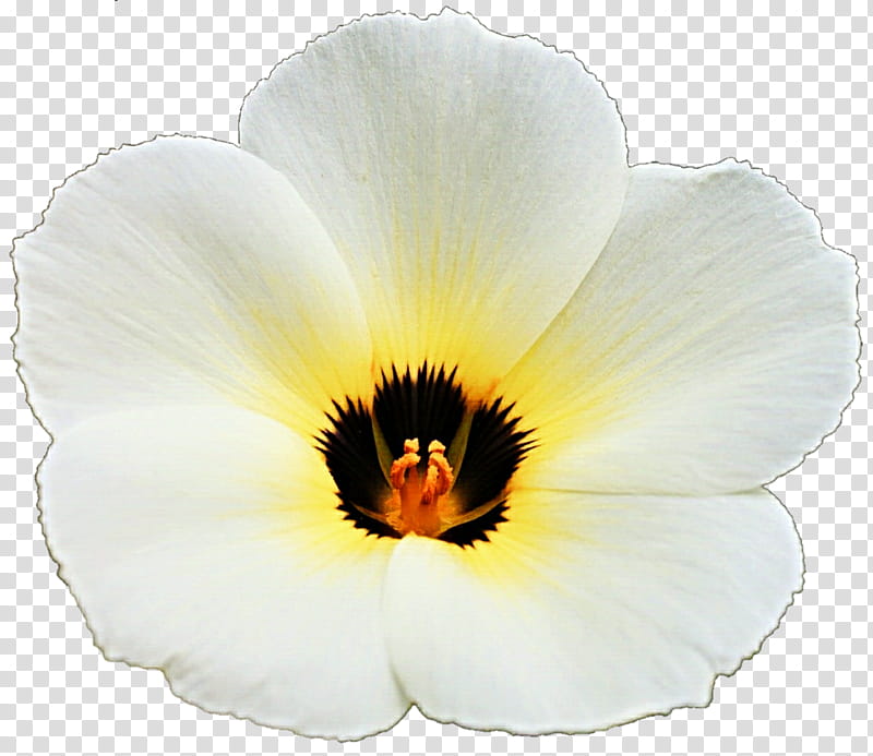 White and Wild transparent background PNG clipart