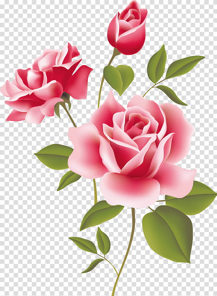 three flowers three roses valentines day, Garden Roses, Pink, Petal, Cut Flowers, Plant, Rose Family, Hybrid Tea Rose transparent background PNG clipart