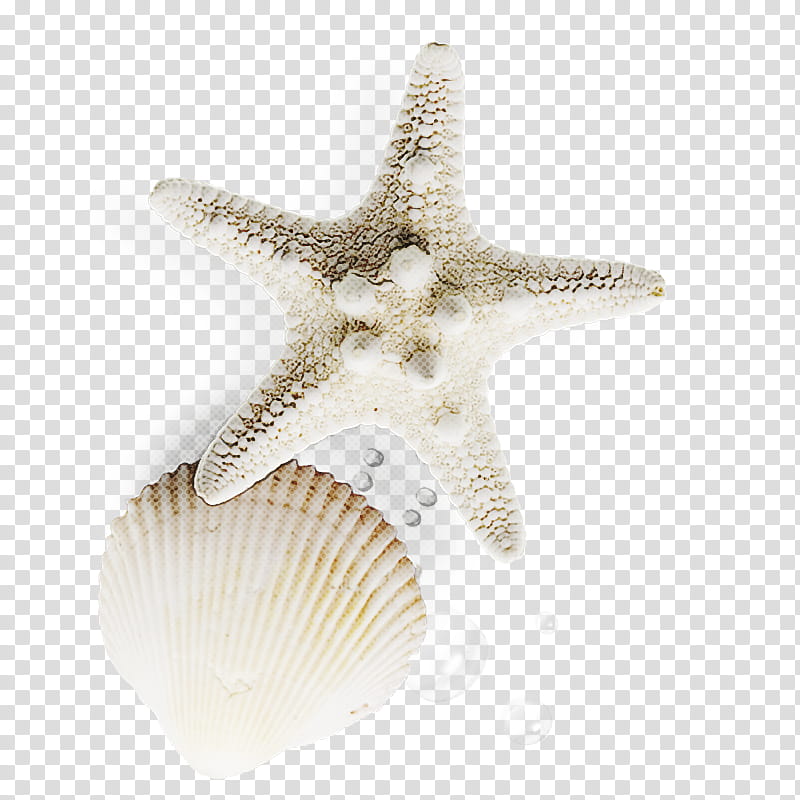 Silver, Starfish, Cockle, Conchology, Seashell, Echinoderm, Marine Invertebrates, Fashion Accessory transparent background PNG clipart