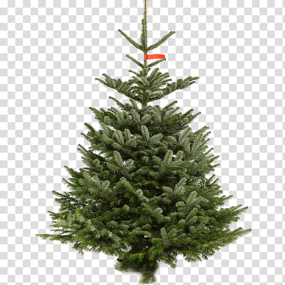 Christmas Black And White, Fraser Fir, Artificial Christmas Tree, Christmas Day, National Tree Company, Unlit, Christmas Decoration, Prelit Tree transparent background PNG clipart