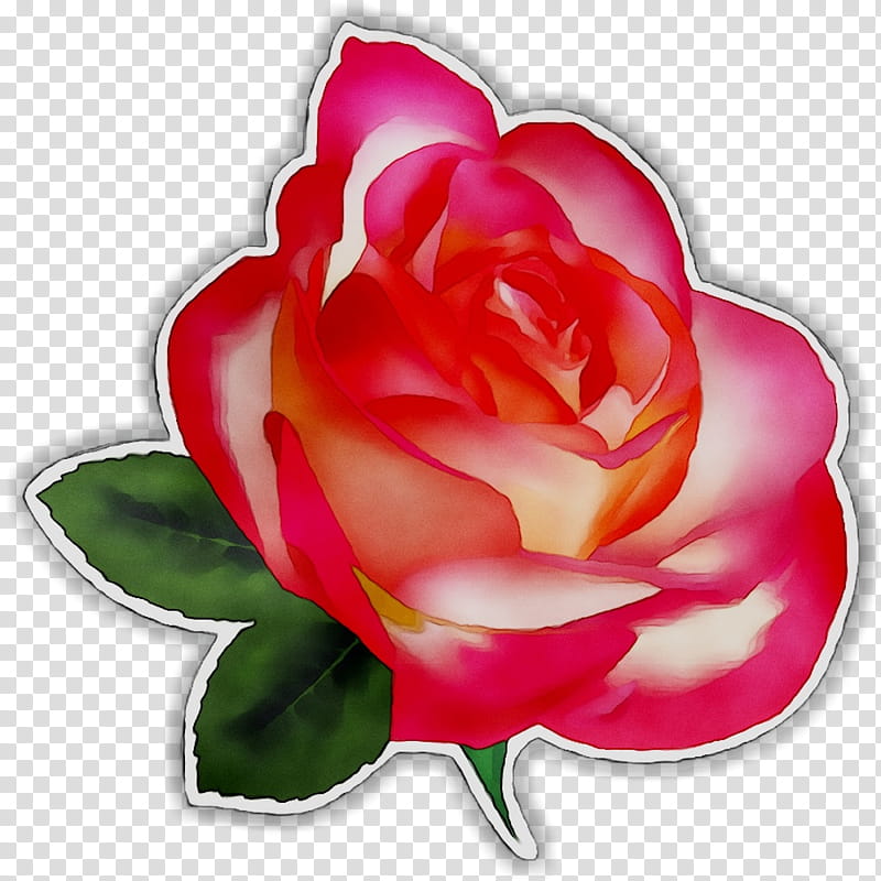 Watercolor Floral, Rose, Drawing, Floral Design, Flower, Petal, Pink, Hybrid Tea Rose transparent background PNG clipart