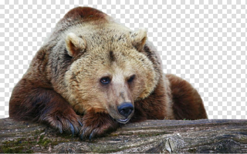 Polar Bear, Grizzly Bear, Cougar, Animal, American Black Bear, Dog, Cheetah, Alaska Peninsula Brown Bear transparent background PNG clipart