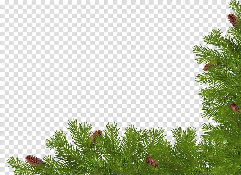 Christmas corners, green pine tree transparent background PNG clipart