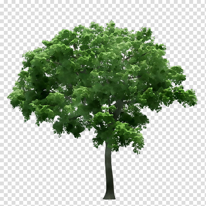 Oak Tree Leaf, Large Tree, Plant, Green, Woody Plant, Flower, Plane, Grass transparent background PNG clipart