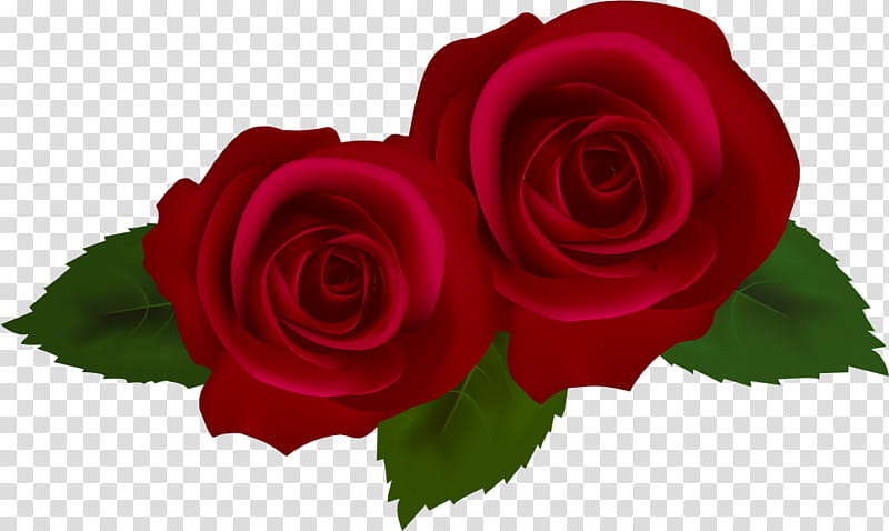 two flowers two roses valentines day, Garden Roses, Red, Pink, Rose Family, Petal, Plant, Cut Flowers transparent background PNG clipart