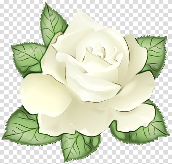 Watercolor Flower, Paint, Wet Ink, Garden Roses, Cabbage Rose, Floribunda, Cut Flowers, Gardenia transparent background PNG clipart