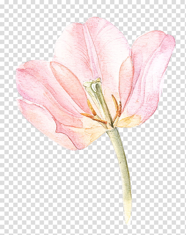flower flowering plant petal pink plant, Tulip, Watercolor Paint, Pedicel, Lily Family transparent background PNG clipart