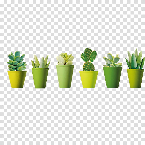 Green aesthetic, assorted green cactus plants transparent background PNG clipart