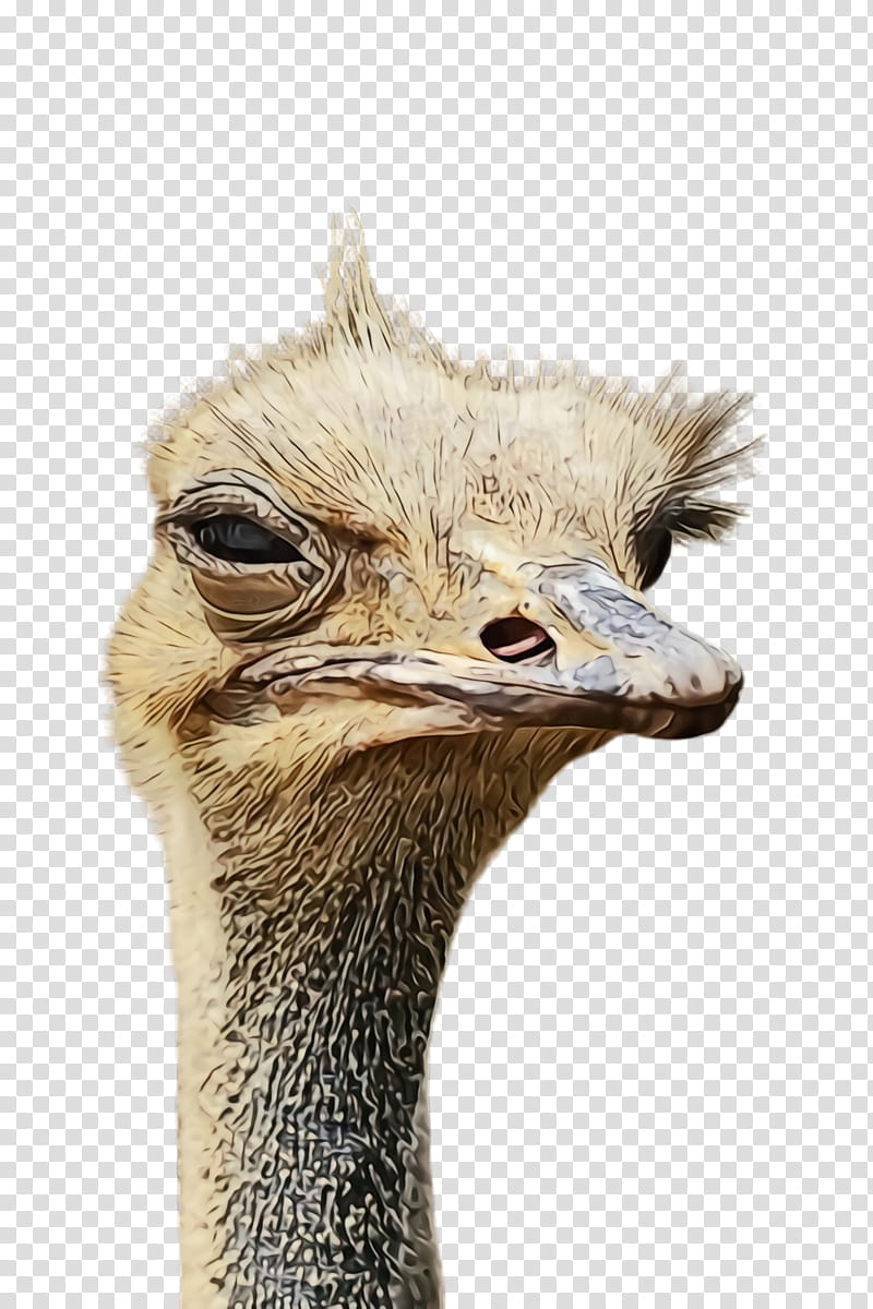 ostrich flightless bird ratite bird emu, Watercolor, Paint, Wet Ink, Greater Rhea, Beak, Closeup, Casuariiformes transparent background PNG clipart