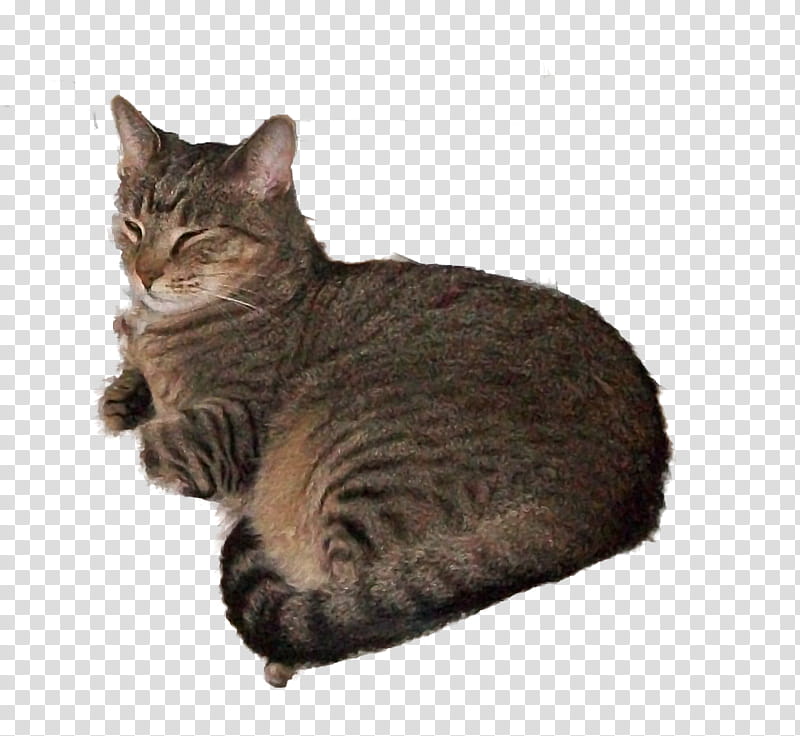 brown cat clipart