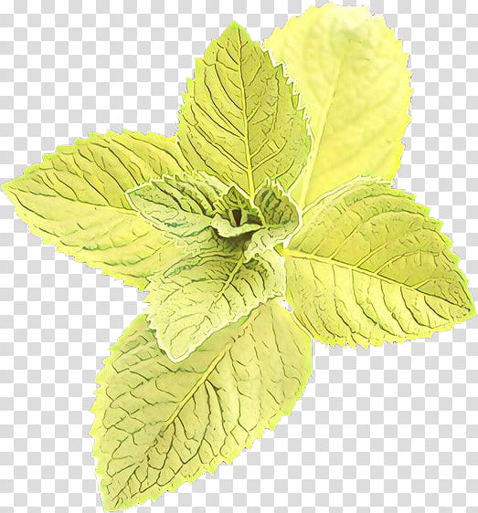 leaf plant flower herb mint, Cartoon, Perilla Frutescens, Basil, Flowering Plant, Peppermint transparent background PNG clipart